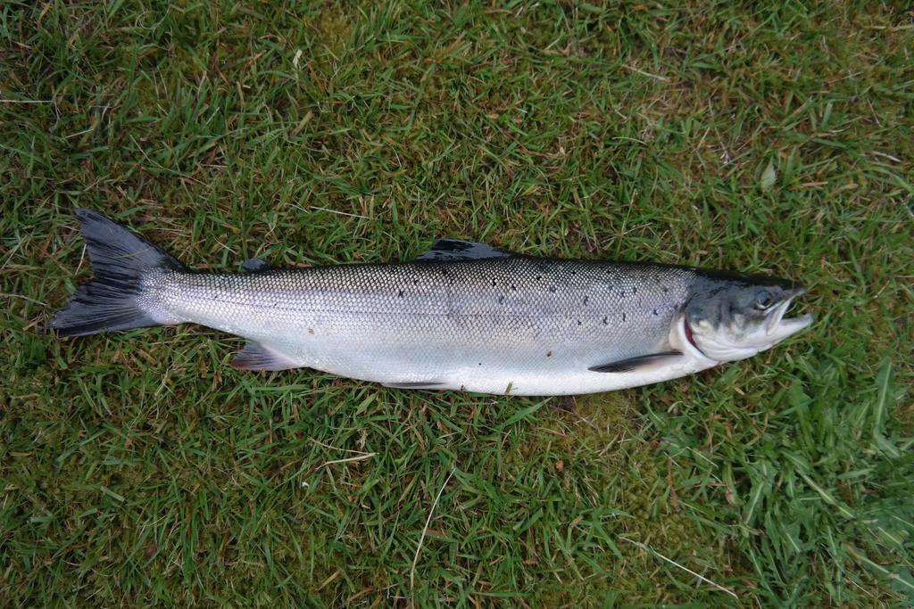 Holmset Camping And Fishing Namdalseid Eksteriør bilde
